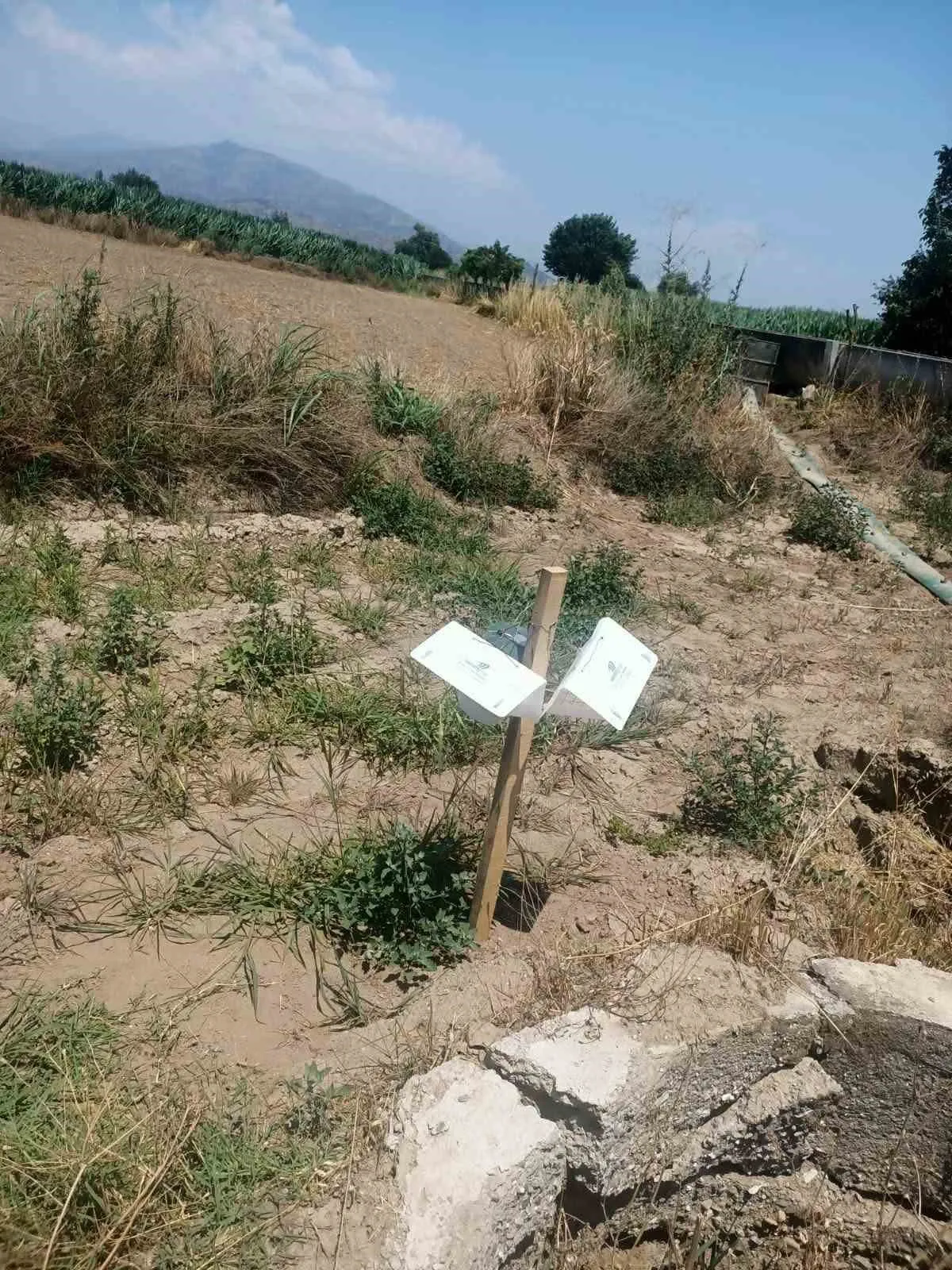 Köşk’te tarımsal üretimde yakın takip: Ziraat mühendisleri sahaya indi