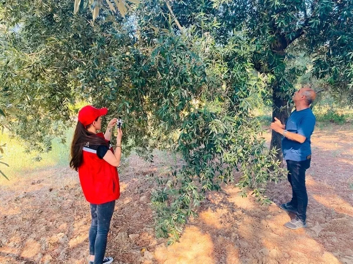 Salihli'de zeytin bahçelerinde alarm zili: Verim kaybına karşı kritik uyarı
