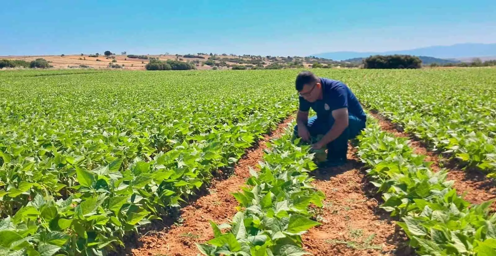 Afyonkarahisar tarlalarında hummalı takip: Hasat öncesi ürünler koruma altında