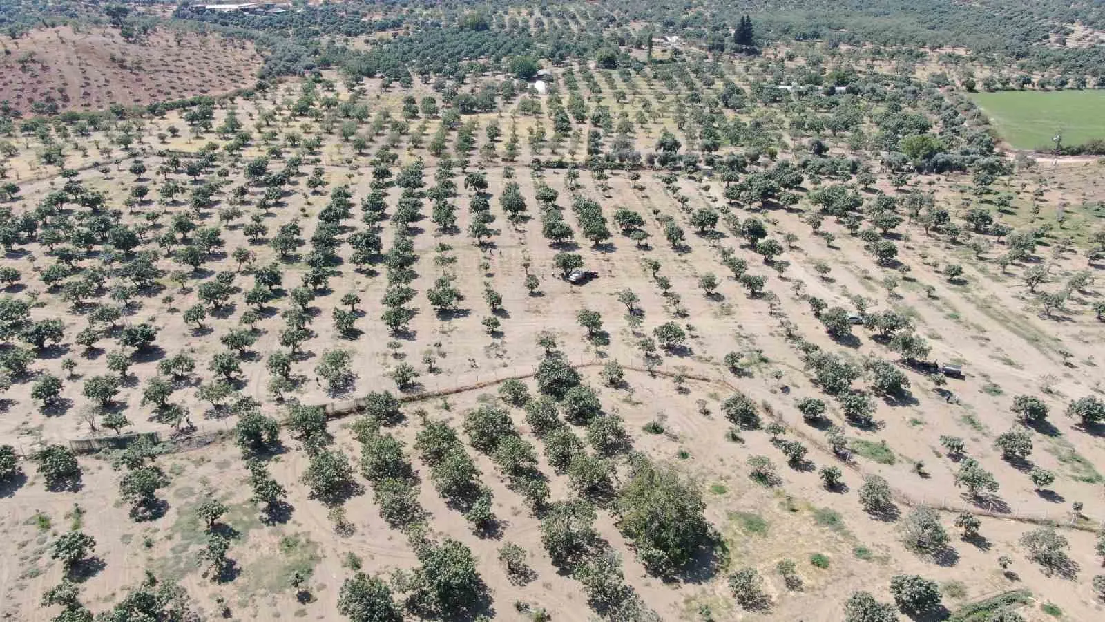 İncirde kalite seferberliği: Aydın'da kurallar yeniden yazıldı