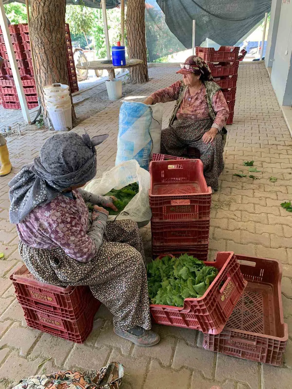 Sarıgöl’de bağ yaprağı bereketi: Fiyatlar 35-40 lira bandına oturdu