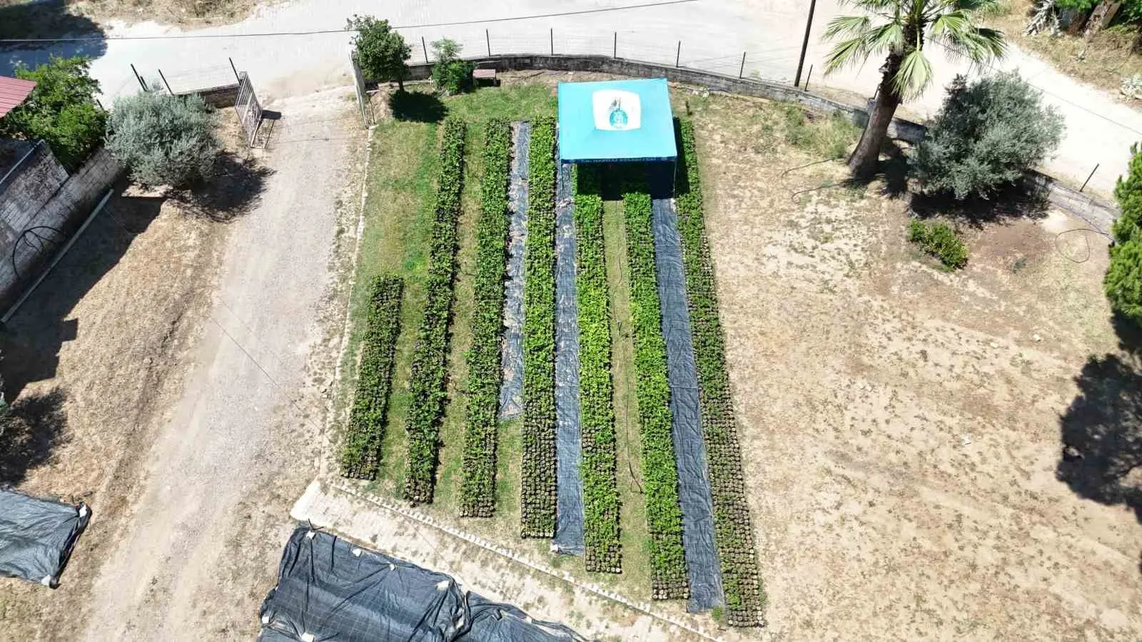 Nazilli’de tarım atağı: Belediyenin fidanlığından köylüye bereket eli