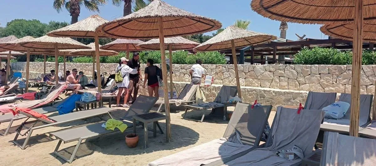 Tatilcilerin şezlongları arasında sürpriz misafir: Caretta carettalar Aydın kıyılarını mesken tuttu