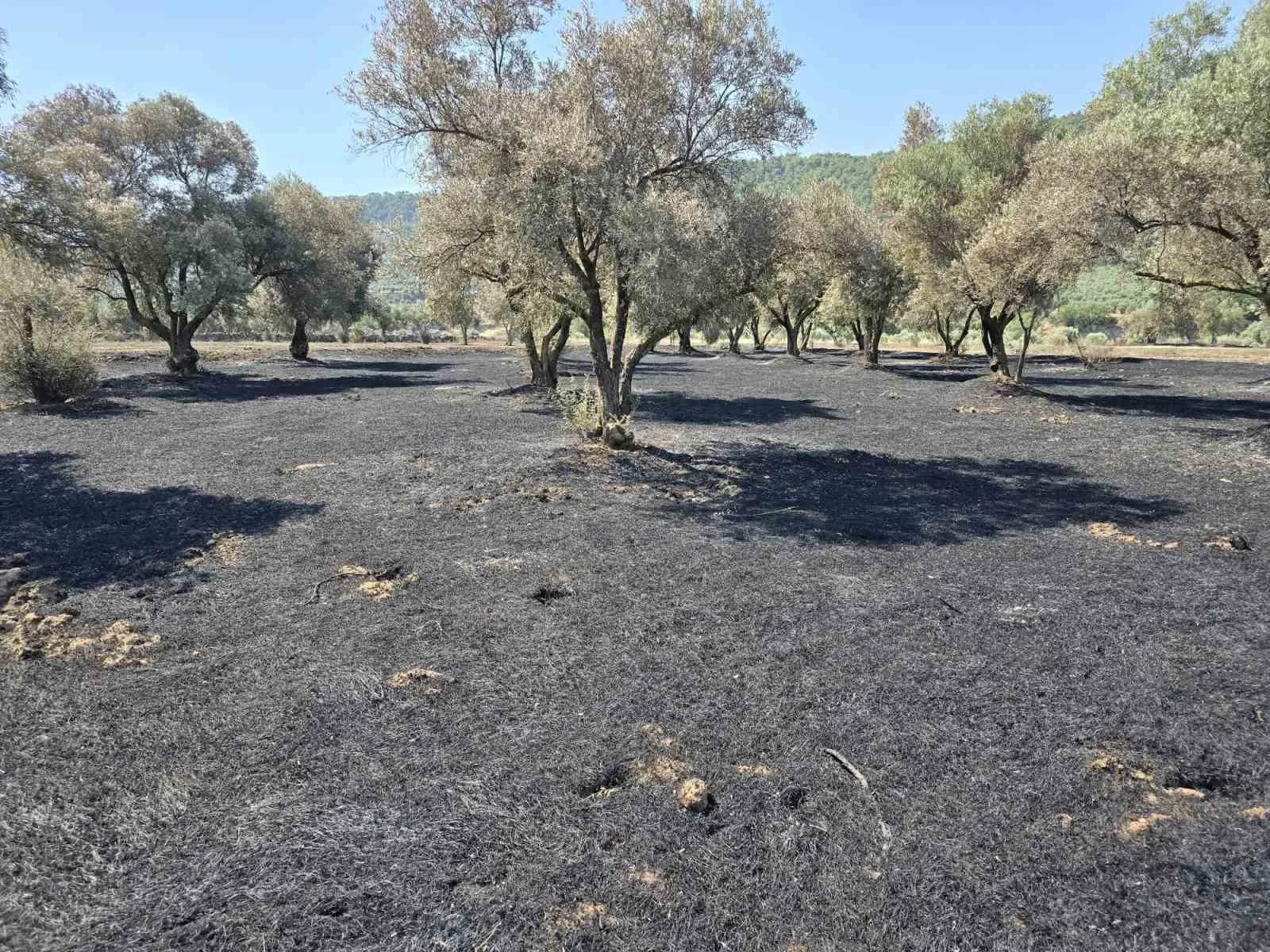 Bozdoğan’da yangın sonrası seferberlik: Üreticinin zararı yerinde belirleniyor