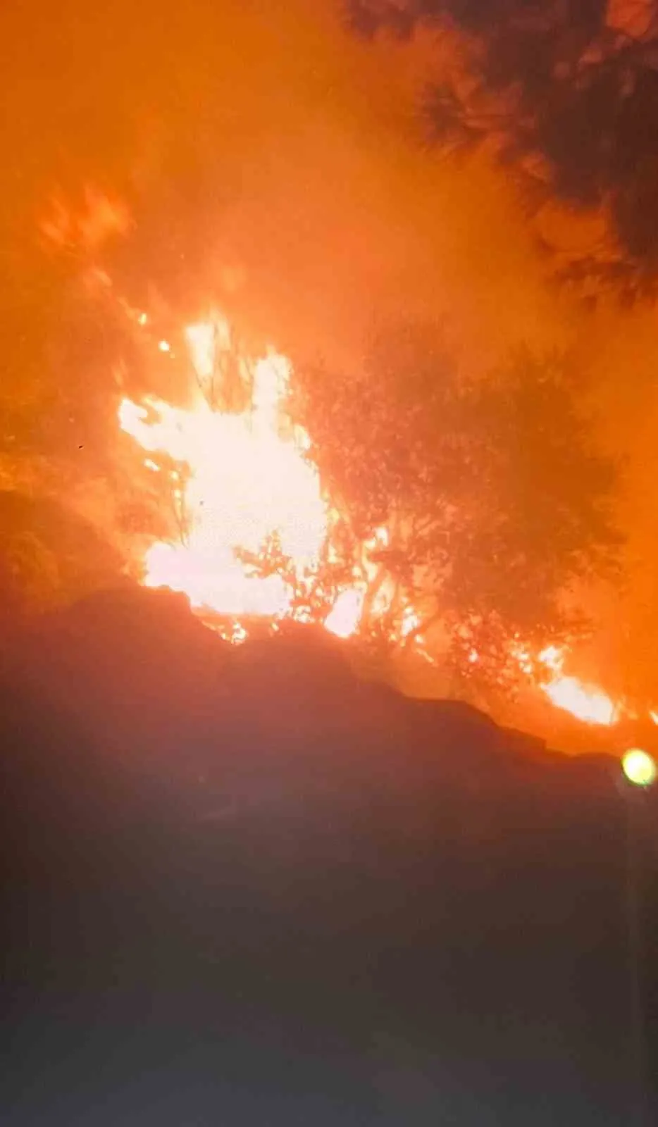Muğla'da orman yangını paniği: Ekipler alevlerle mücadele ediyor