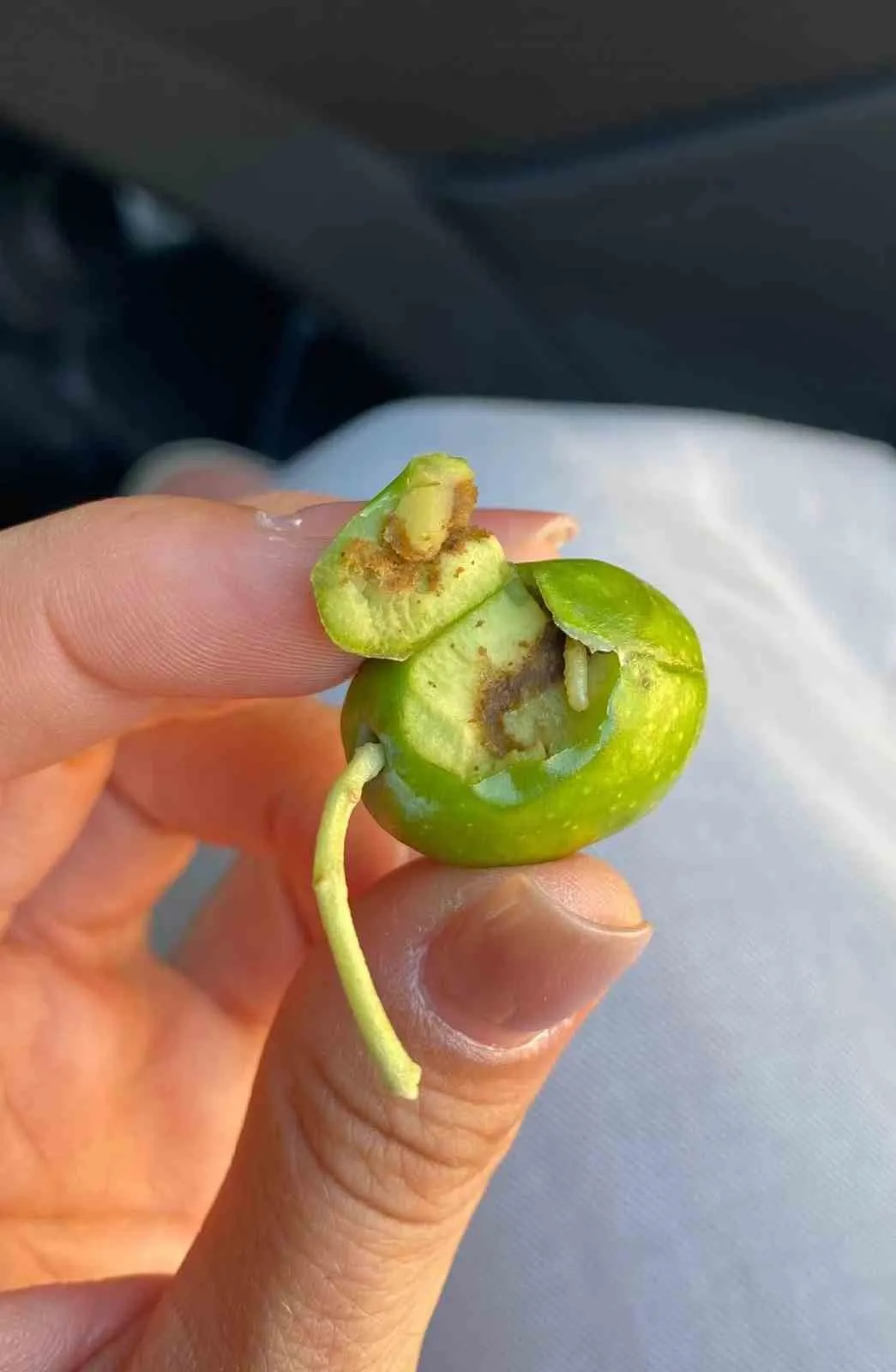 Didim’de zeytin üreticileri için alarm zilleri çalıyor: Hasat dönemi öncesi kritik uyarı