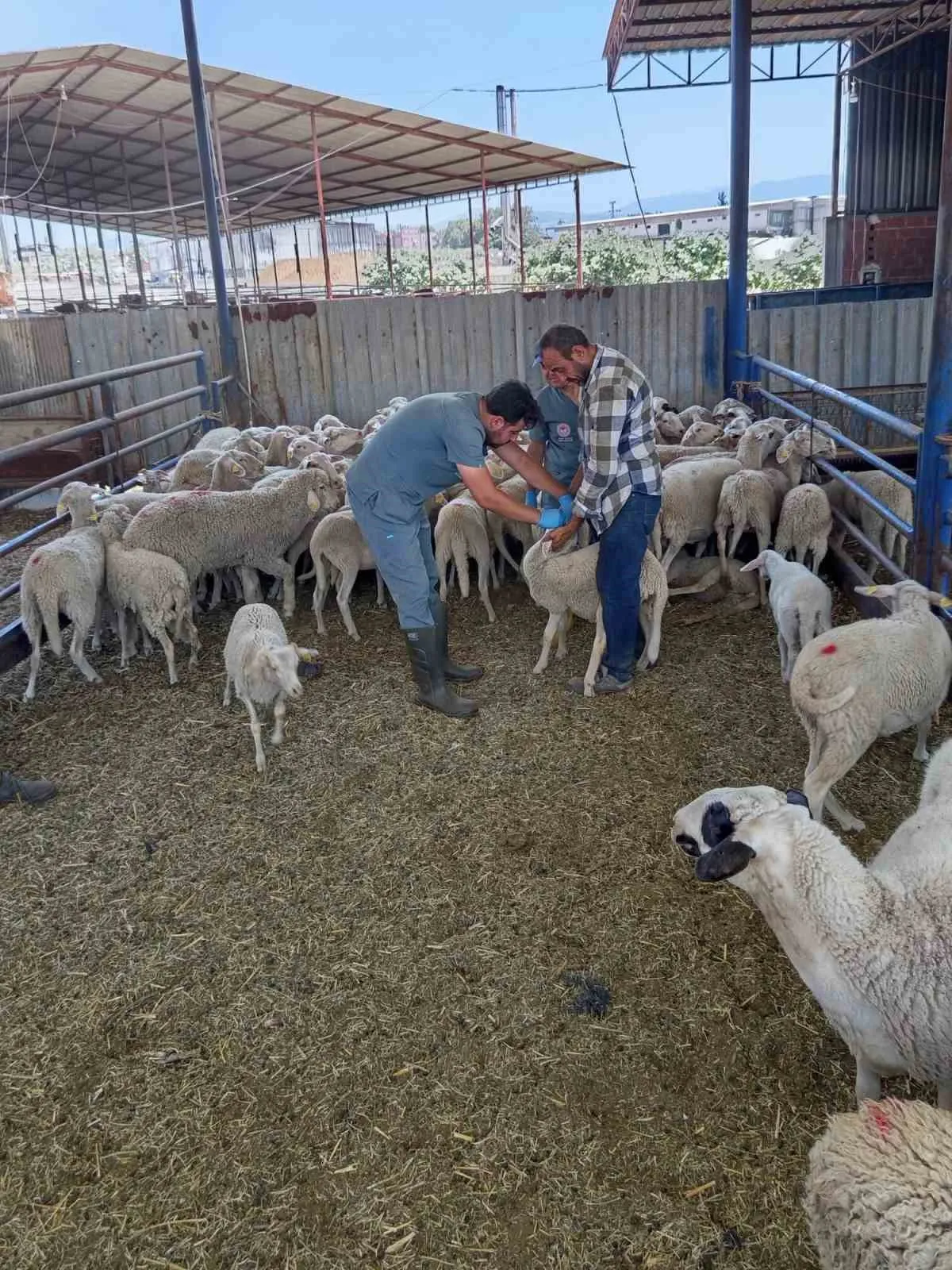 Köşk’te hayvancılık mesaisi: Sıcak hava ekipleri yıldıramadı