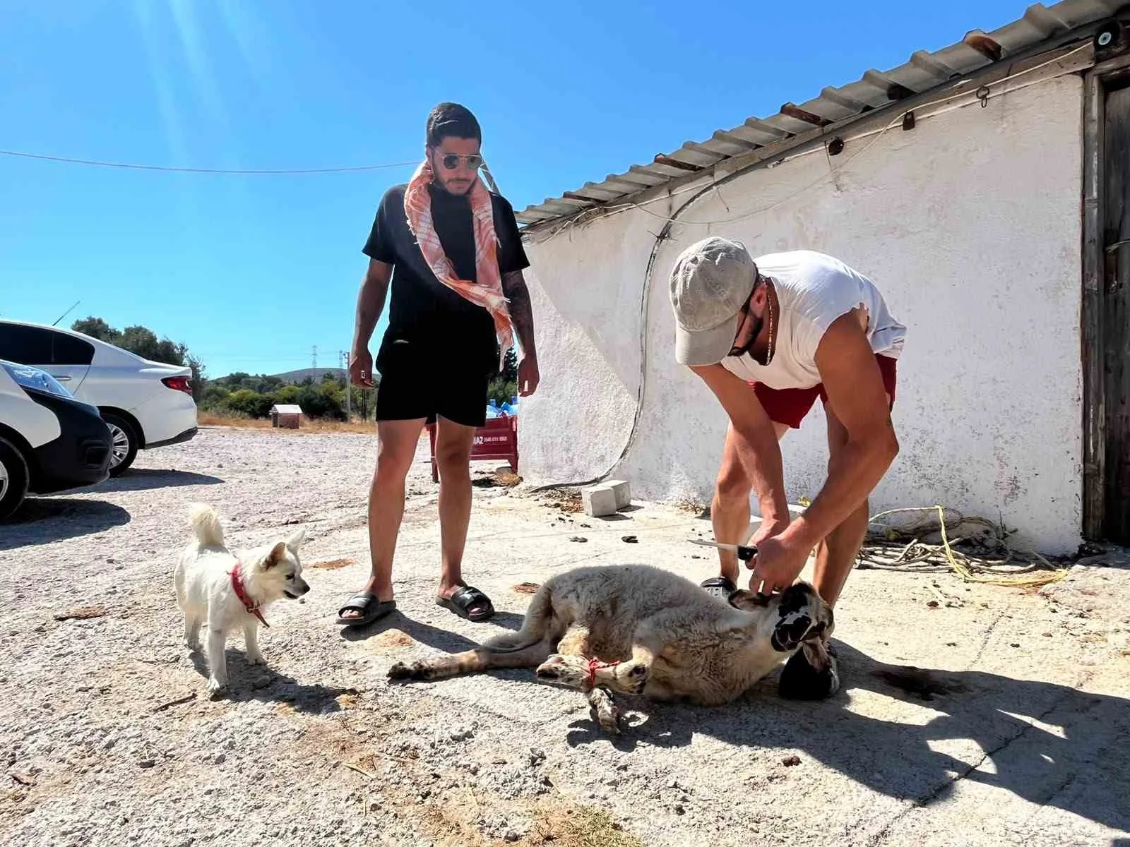 Direksiyon başındaki 5 yıllık hasret bitti: Kurban kesti, tövbe etti