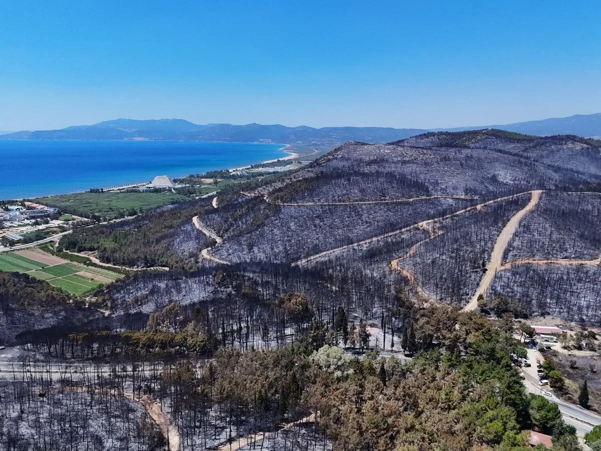 Ormanların sessiz koruyucuları: Keçiler yangınlara karşı doğal kalkan olabilir