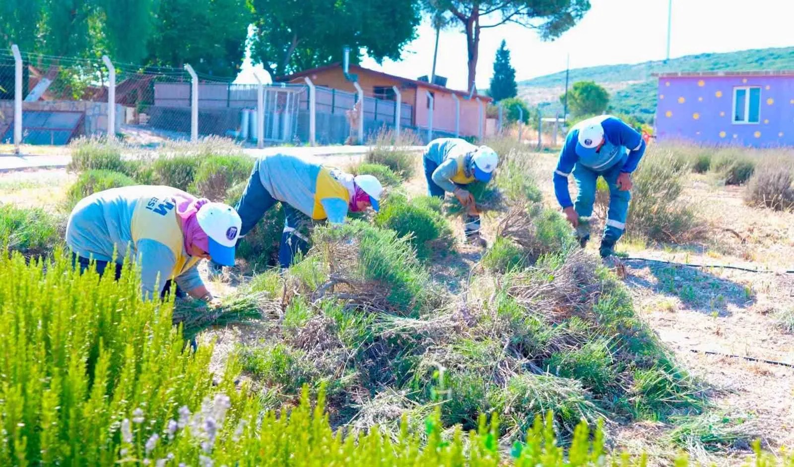 Didim'de lavanta bereketi: Belediye kendi bahçesinden hasat yaptı