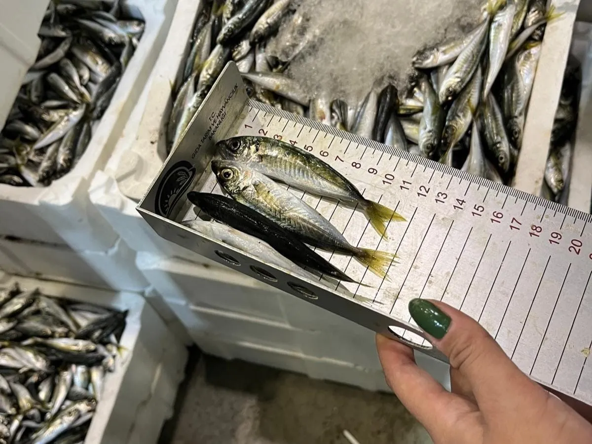 Buca’da kaçak avcılığa geçit yok: 241 kilo balık toplandı
