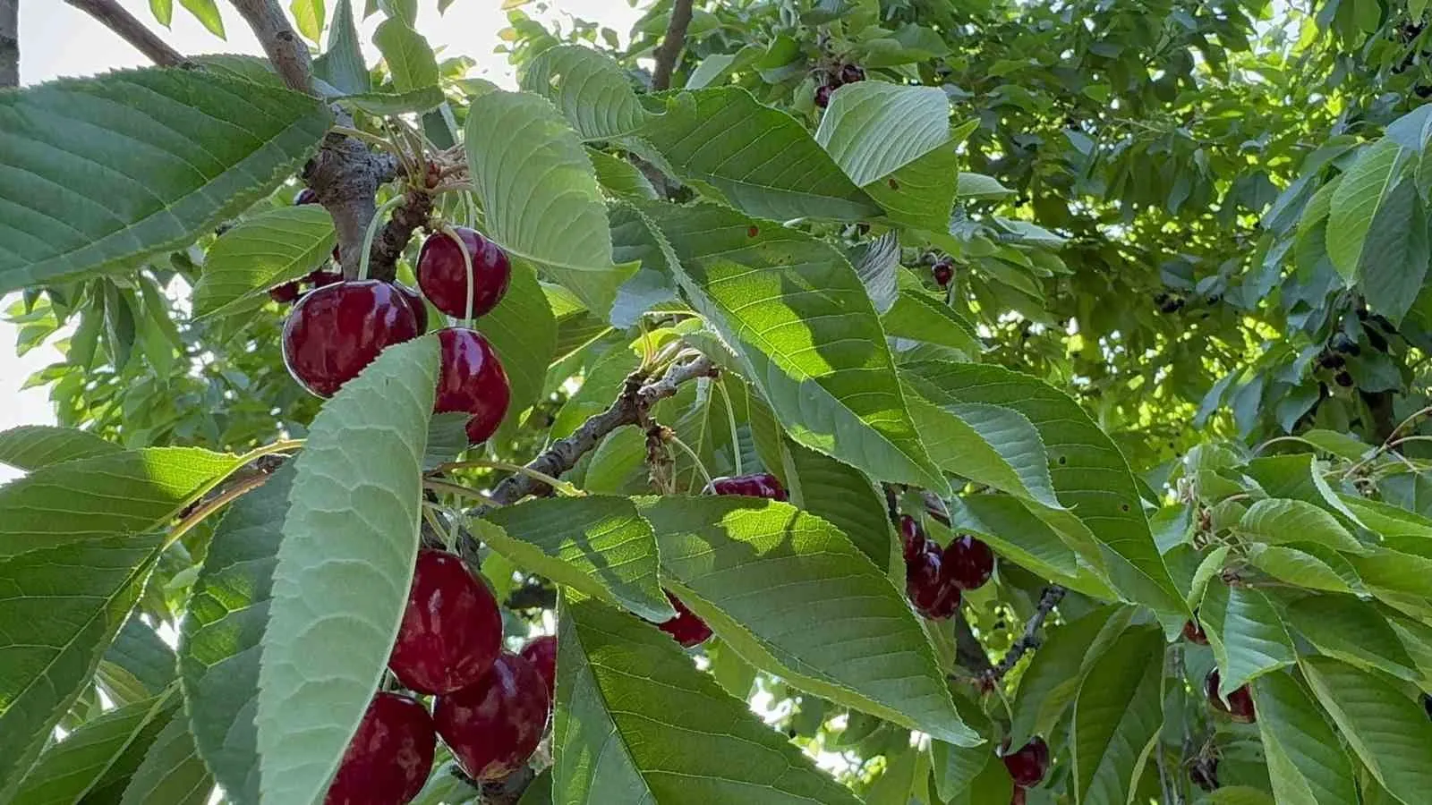 Sultandağı’nda kiraz sezonu hareketlendi: İhracatlık ürüne 60 TL fiyat etiketi