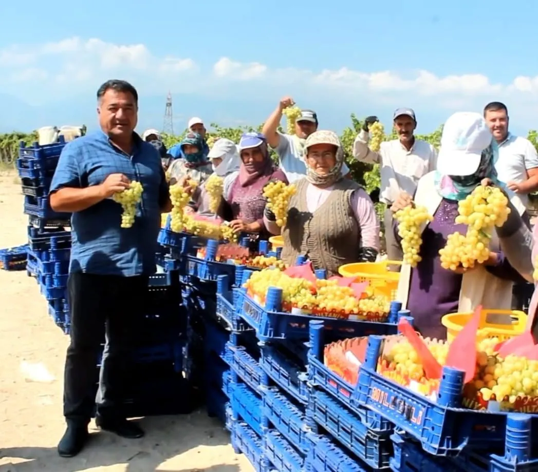 Alaşehir bağlarından dünyaya lezzet köprüsü: İhracat sezonuna hızlı giriş