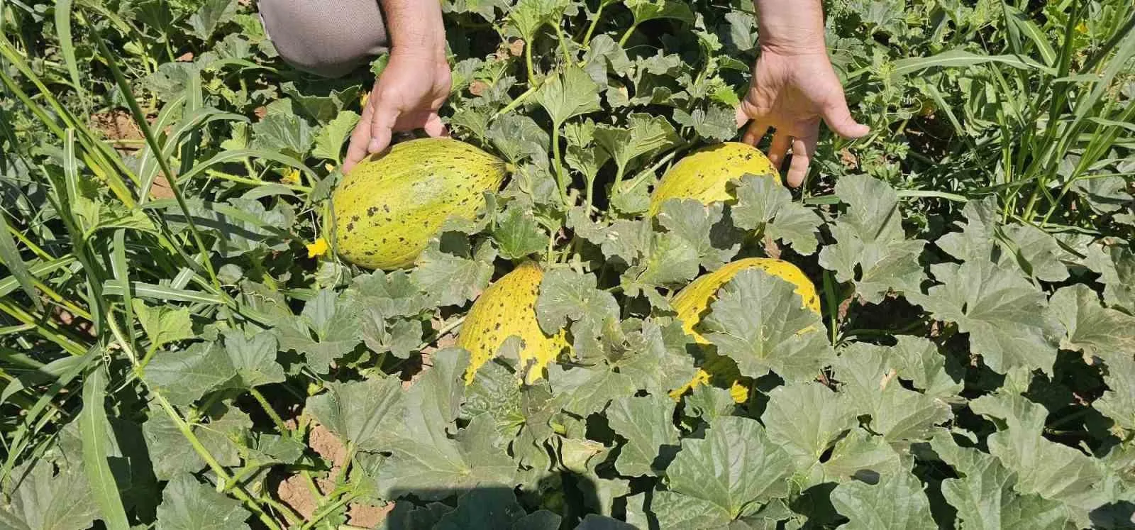 Denizli'nin lezzet markası tarlada: Acıpayam kavunu için hasat vakti