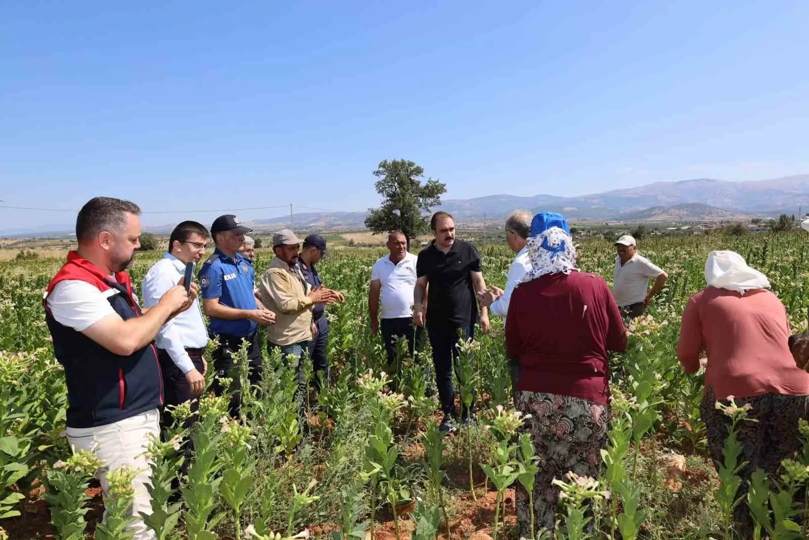 Karacasu’da tütün mesaisi: Kaymakam Battal’dan üreticiye moral ziyareti
