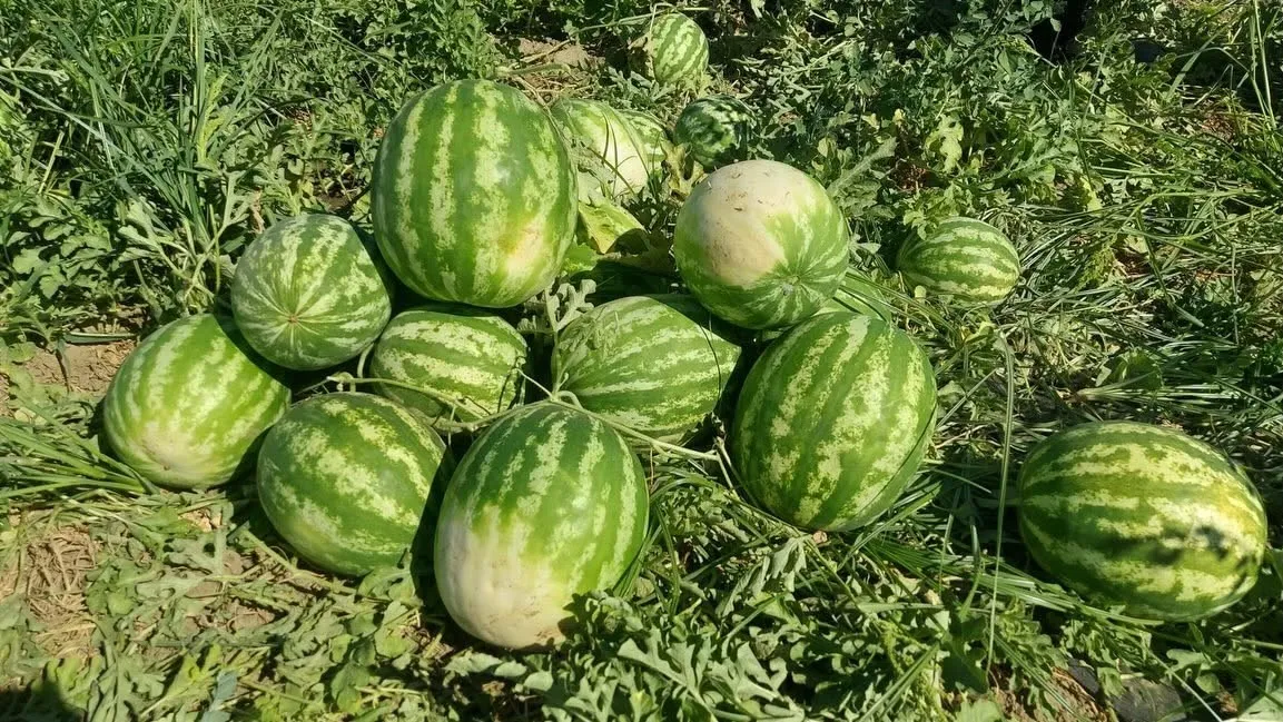 Sofraların kırmızı incisi Koçarlı’da gün yüzüne çıktı: Hasat bereketi başladı
