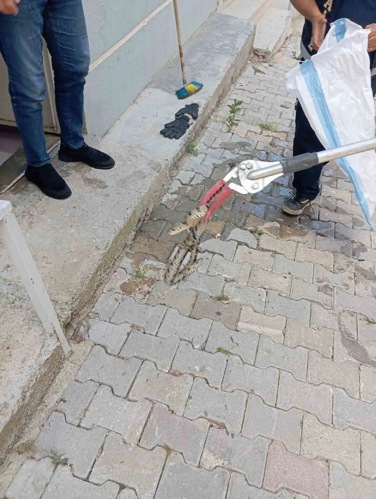 Sandıklı’da ev sakinlerini şoke eden görüntü: Mutfakta yılan sürprizi