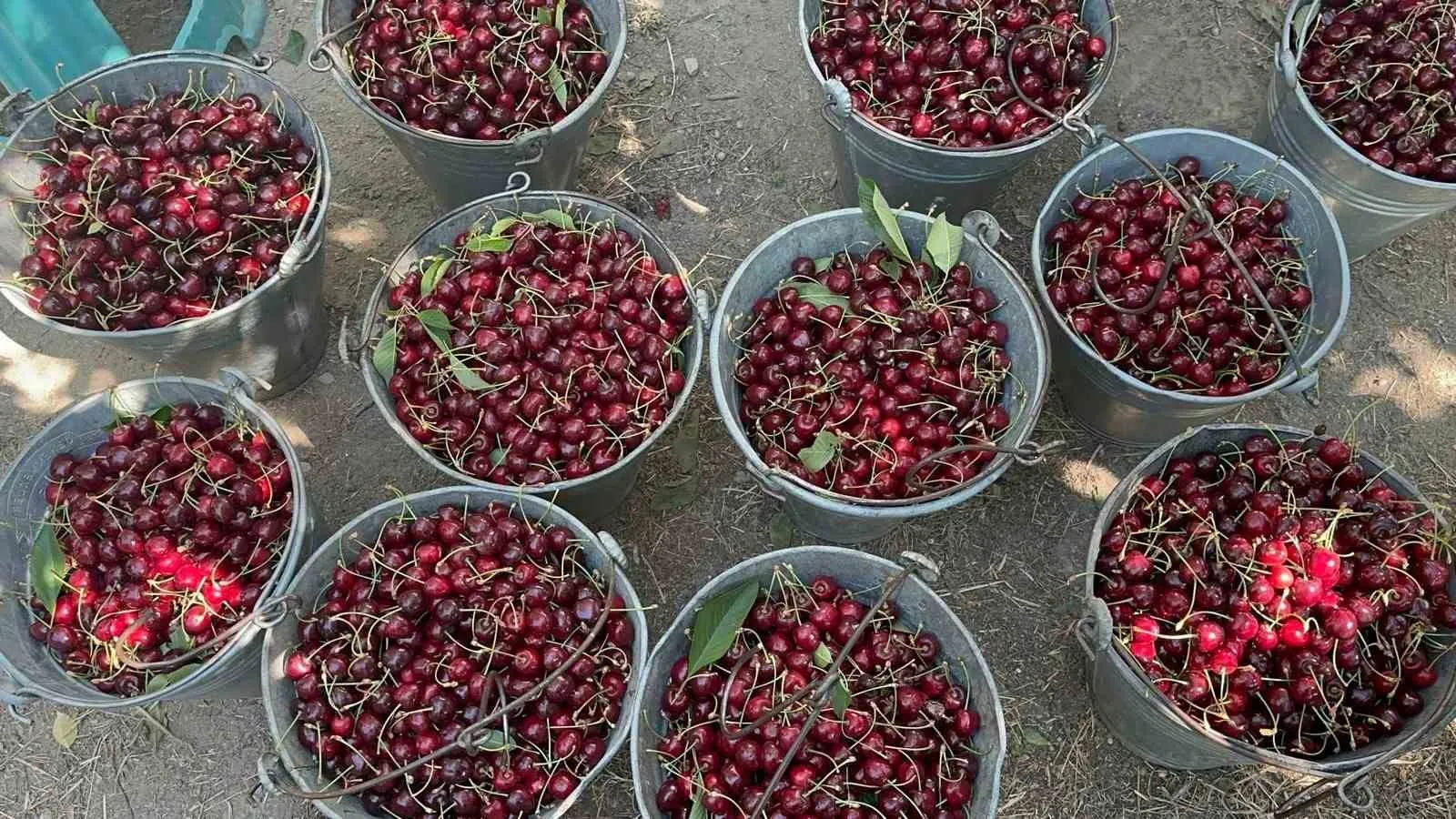 Kirazda bereket krizi: Rekor verim üreticinin sevincini kursağında bıraktı