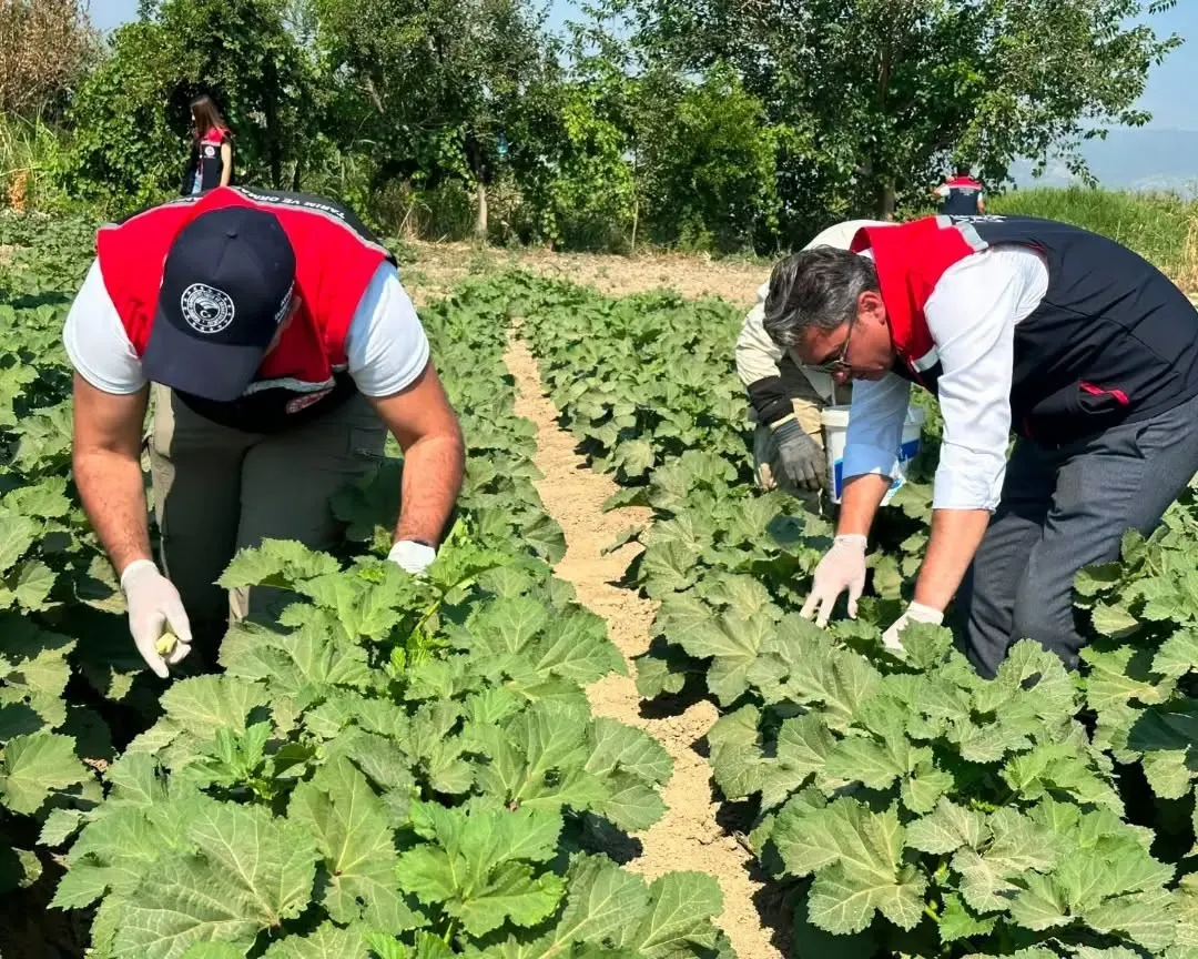 Koçarlı toprağında bamya bereketi: Aile emeği sofralara taşınıyor