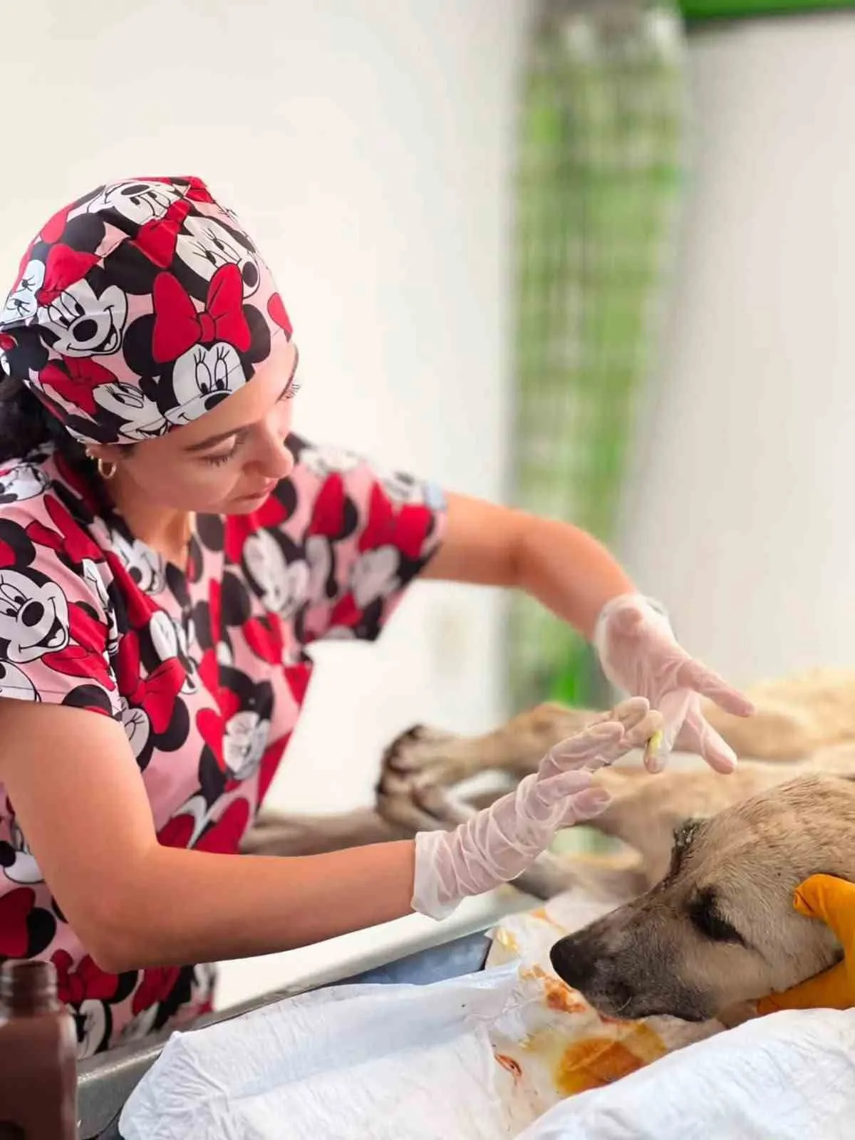 Sarıgöl’de acı dolu bekleyiş mutlu sonla bitti: Yaralı köpek yeniden ayağa kalktı