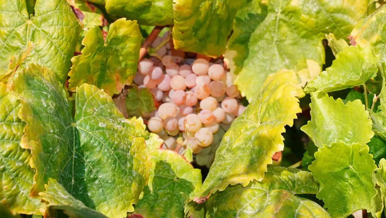 Bağda yetişen çilek lezzeti: Bronx Seedless sofralara farklı bir aroma getiriyor