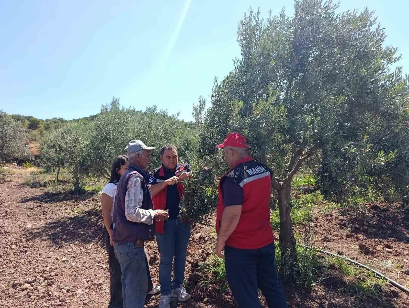 Zeytin bahçelerinde kritik nöbet: Akhisar’da üreticiye yakın takip