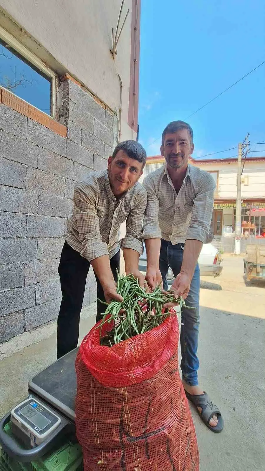Sarıgöl’ün yayla börülcesi Ege’nin sofralarına taşınıyor: Üretici yoğun ilgiden memnun