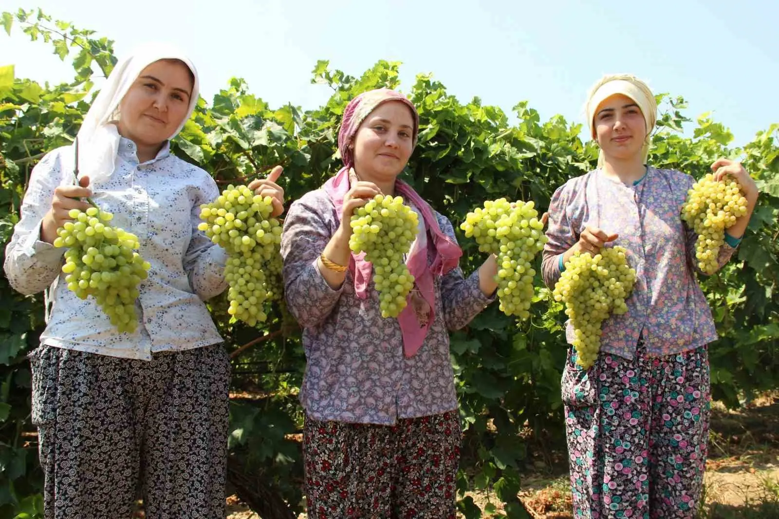 Manisa ovasında hummalı bekleyiş sona erdi: Sultani üzümde hasat takvimi belli oldu