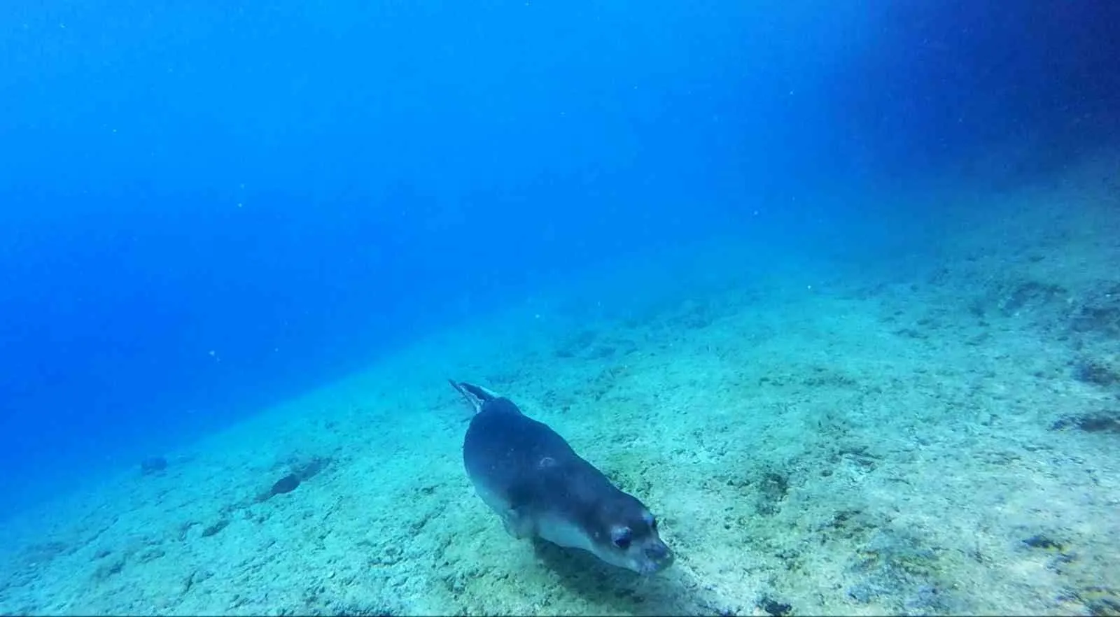 Denizlerimizde yeni dönem: Fethiye-Kaş ve Kuzey Ege koruma altına alındı