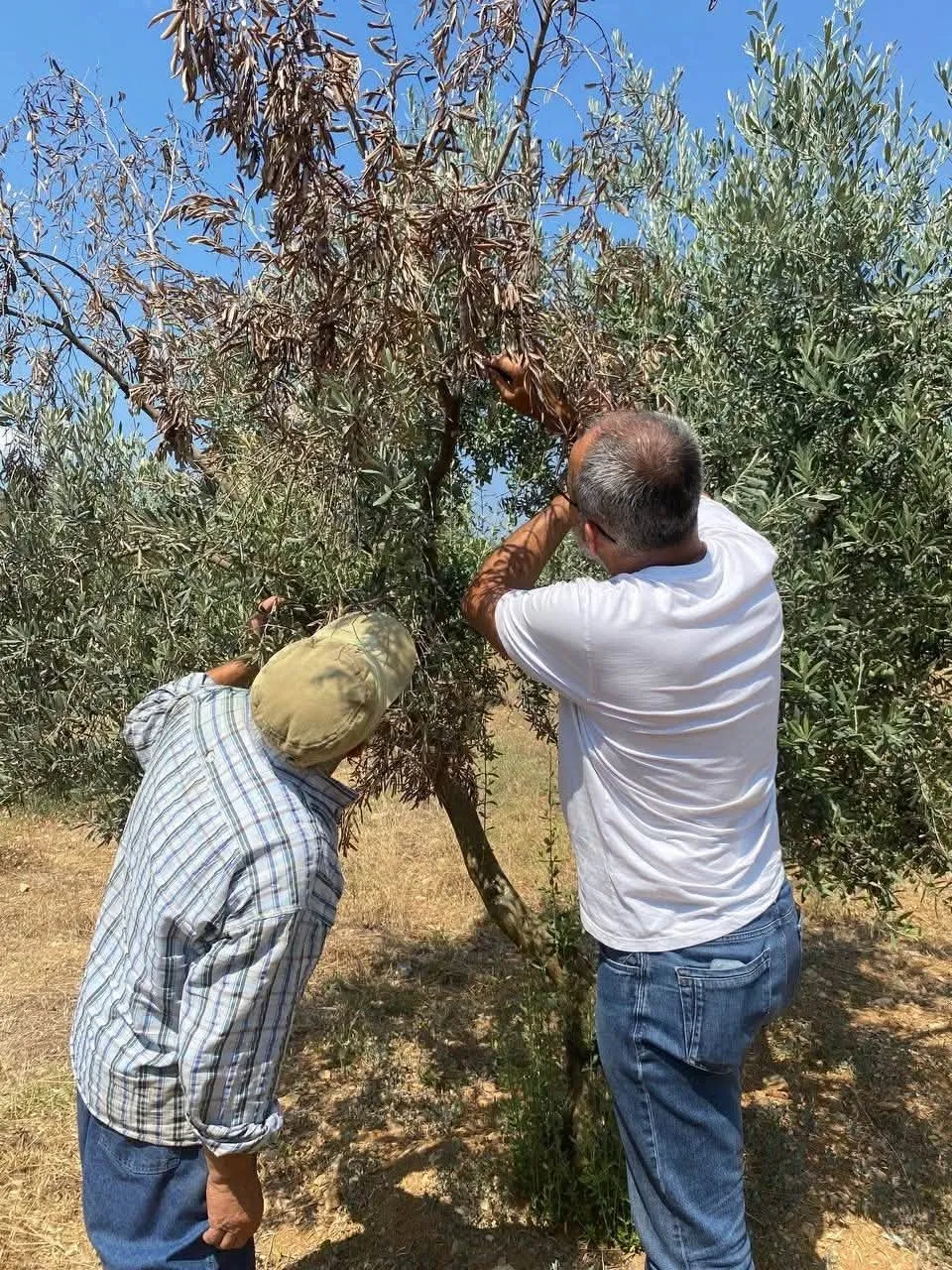 Zeytin bahçelerinde gizli tehlikeye karşı seferberlik: Uzmanlar sahada