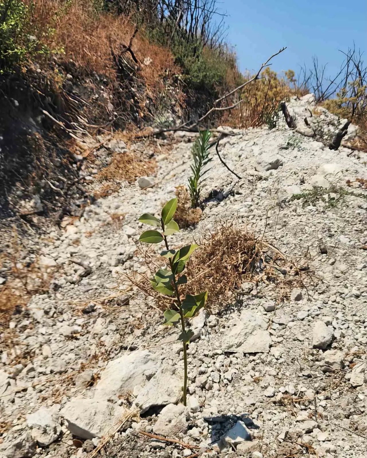 İzmir’de yanan ormanlar için dev seferberlik: 1 milyon fidan toprakla buluşuyor