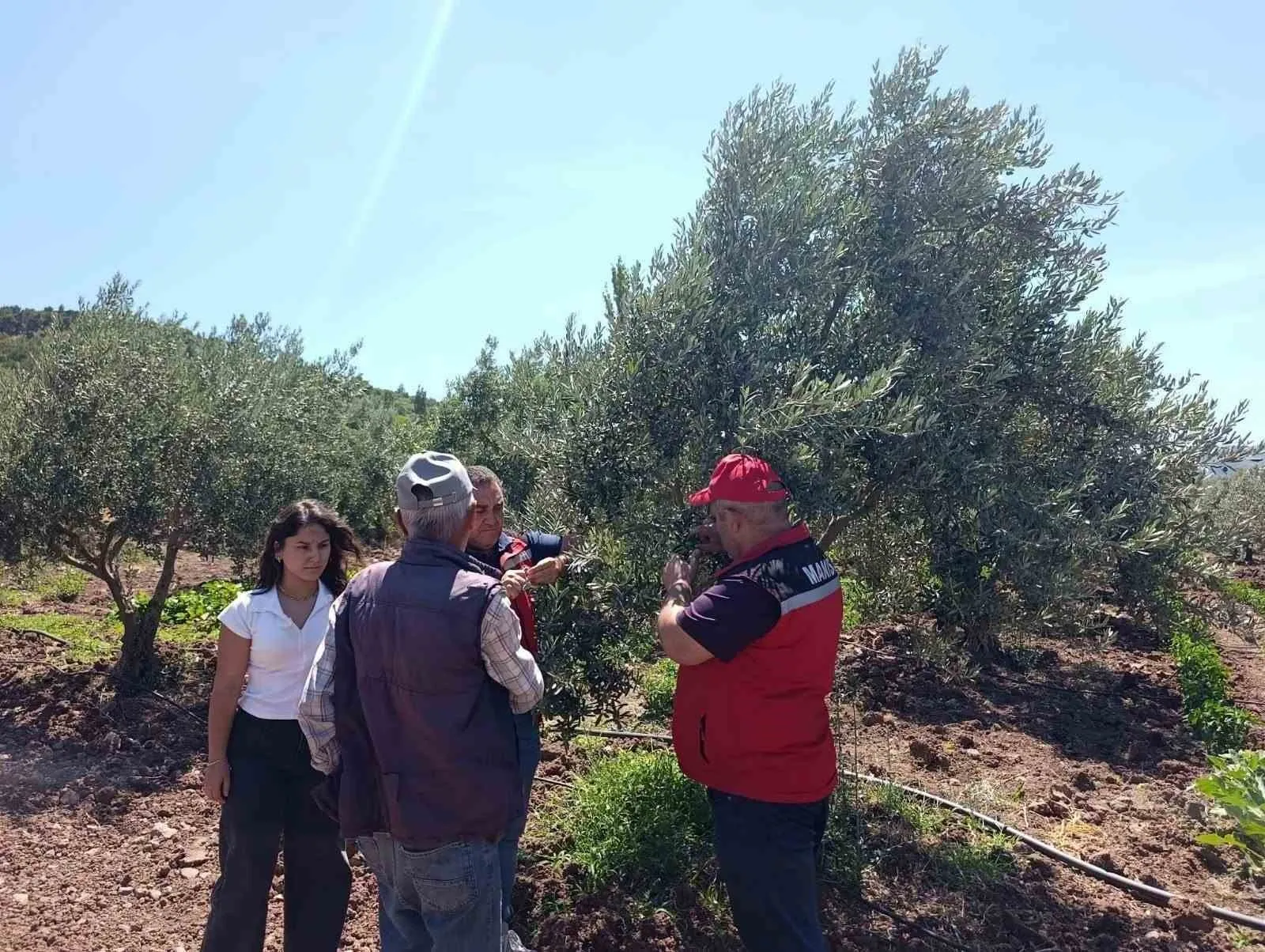 Zeytin bahçelerinde kritik nöbet: Akhisar’da üreticiye yakın takip