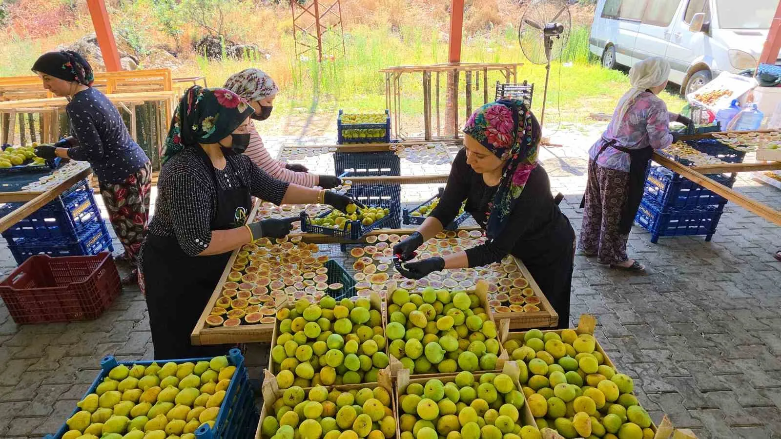 Aydın’ın Tescilli Lezzeti Yeni Formuyla Pazar Payını Büyütüyor: İncir Cipsi Üreticinin Yüzünü Güldürüyor