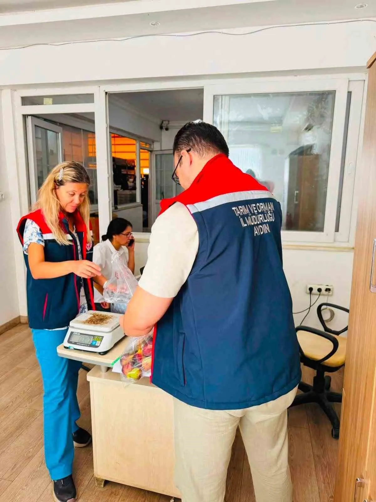Nazilli incirinde hasat bereketi: Sağlıklı ürün için sıkı takip