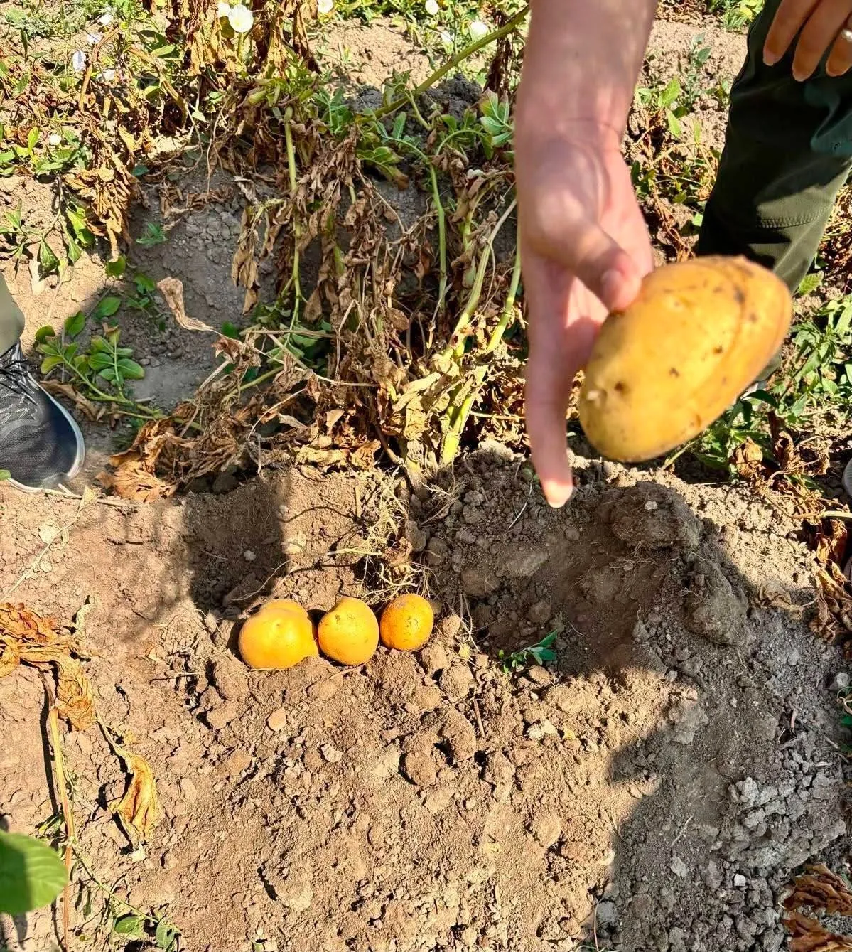Afyonkarahisar'da patates rekoltesini koruma operasyonu: Uzmanlar tarlaya indi