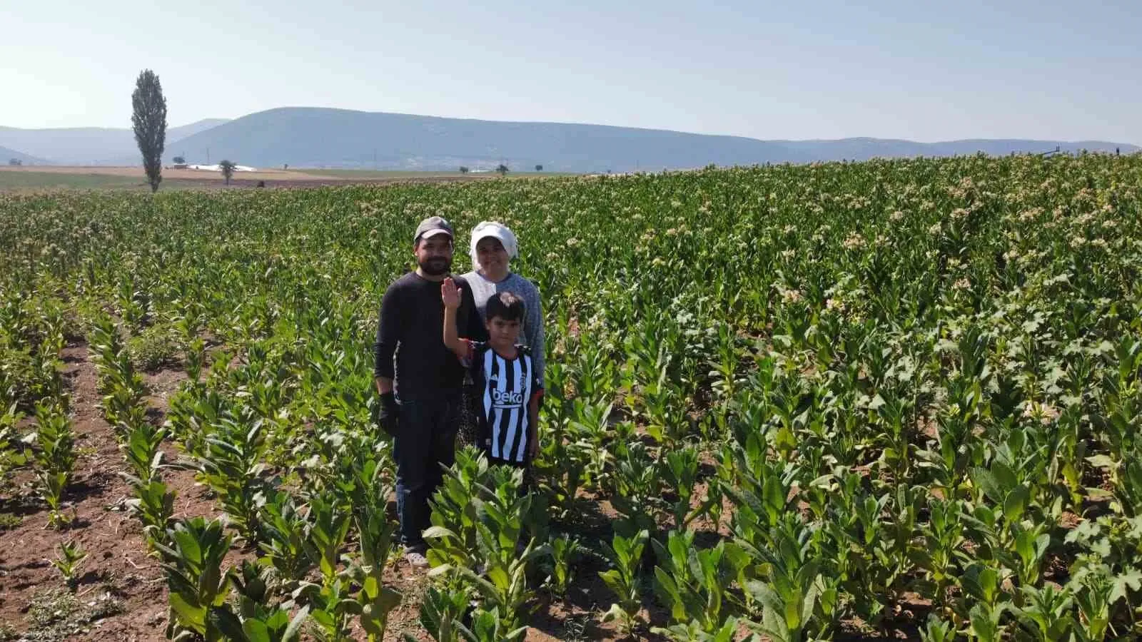 Aşkın en doğal hali: Tütün tarlasında başlayan ömürlük birliktelik