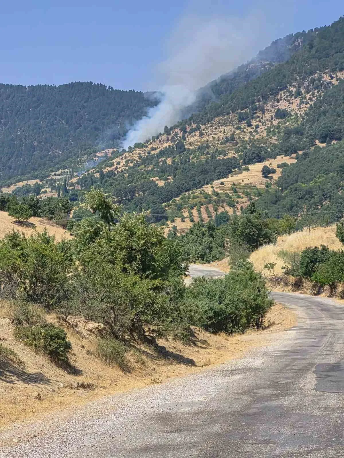 Aydın'da korkutan orman yangını: Kestane ağaçları zarar gördü