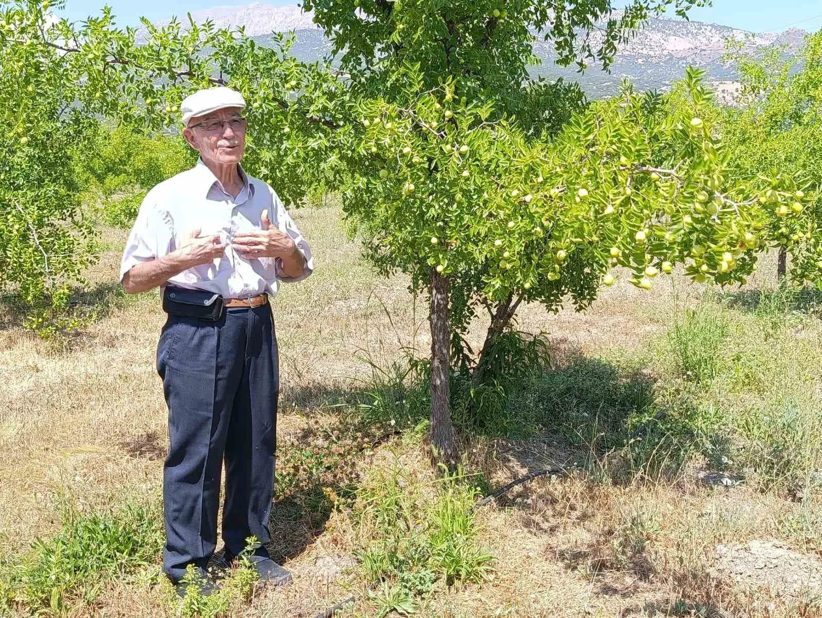 Asırlık Ağaçlardan 20 Çeşide: Gümüşsu’da Hünnap Mesaisi Başladı