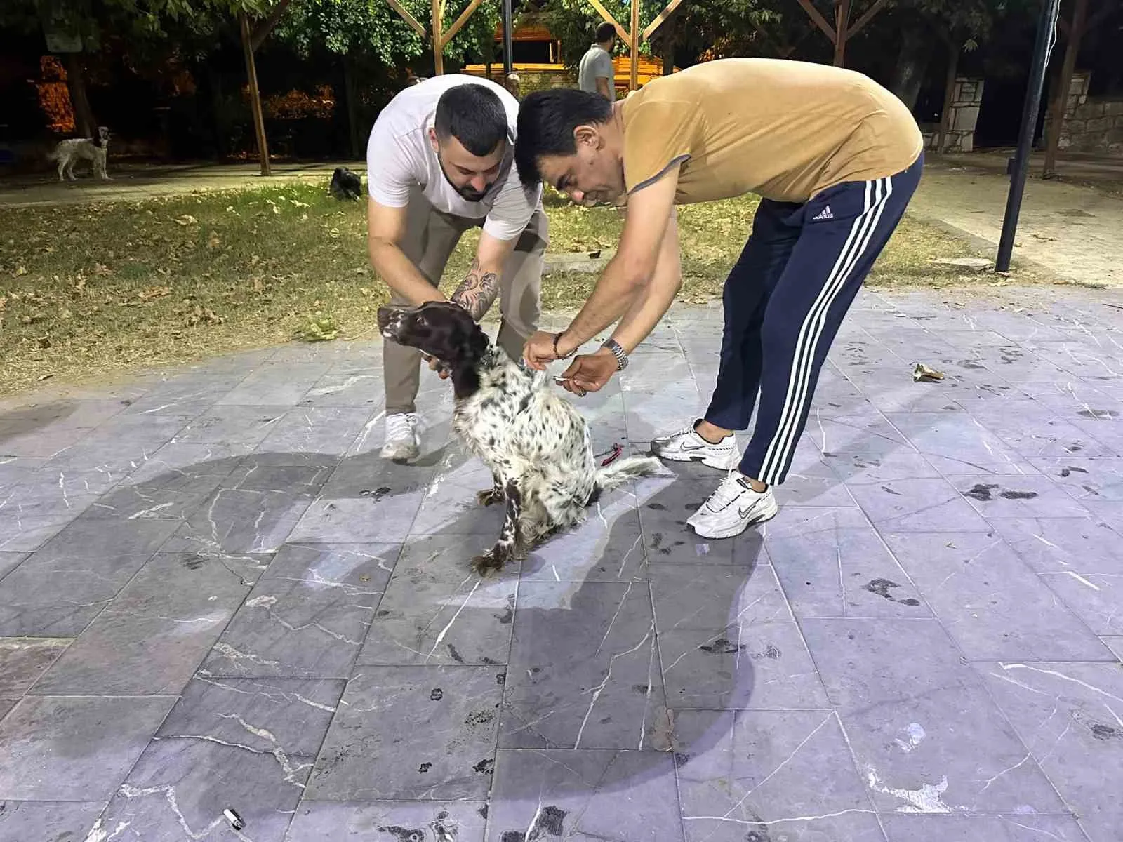 Sarıgöl'de av köpekleri için kritik adım: Kuduz riskine karşı aşı seferberliği
