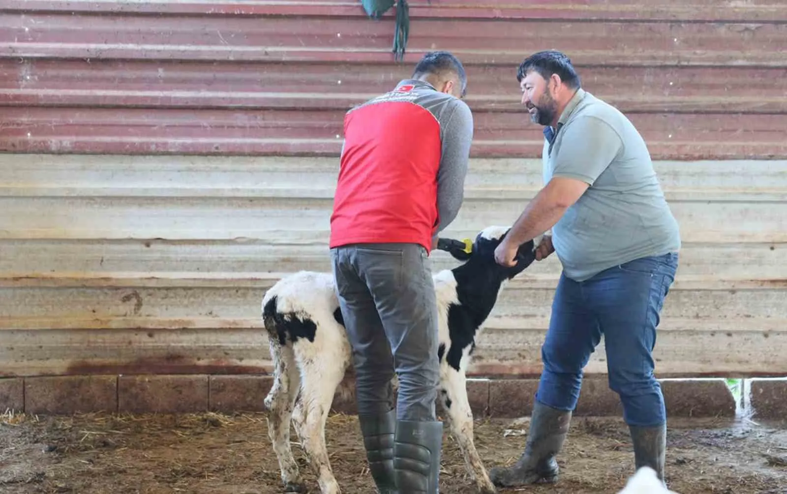 Muğla’da 50 bin liralık kayba son: Yeni doğan buzağılar artık daha güvende