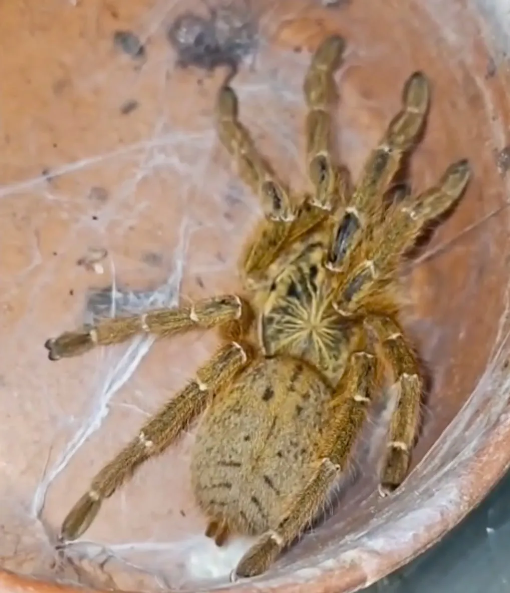 Soma’da kaçak hayvan operasyonu: Tarantuladan dev salyangoza 61 tür ele geçirildi