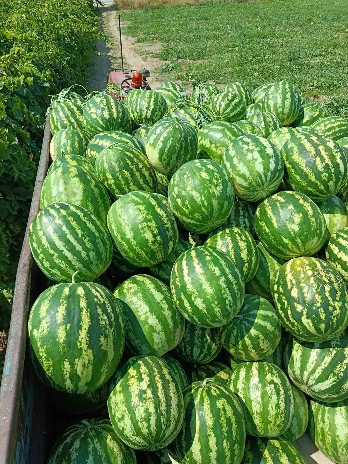 Tarladaki fiyat emeğini karşılamadı: Karpuz üreticisi çareyi tezgah açmakta buldu