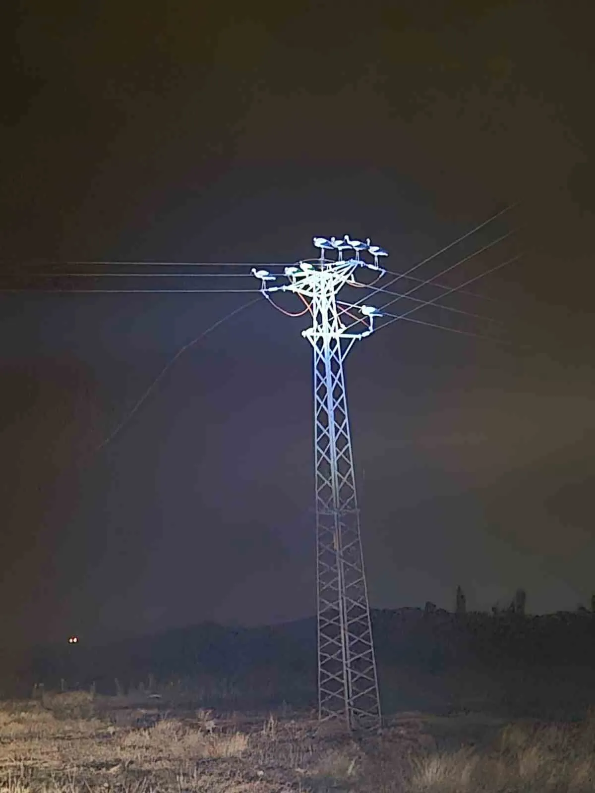 Göç yolculuğunda mola krizi: Leylekler elektrik hatlarını kilitledi