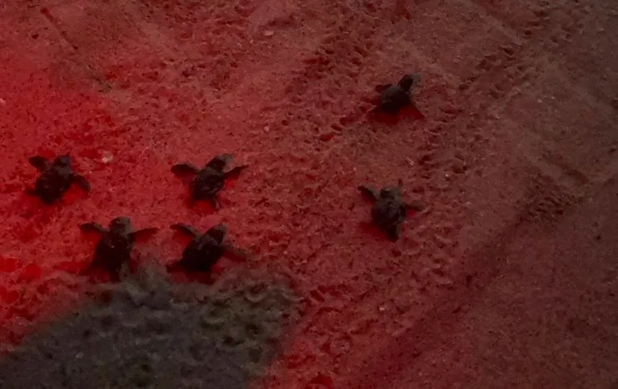 Ege’de caretta caretta sevinci: 504 yavru denizle buluştu