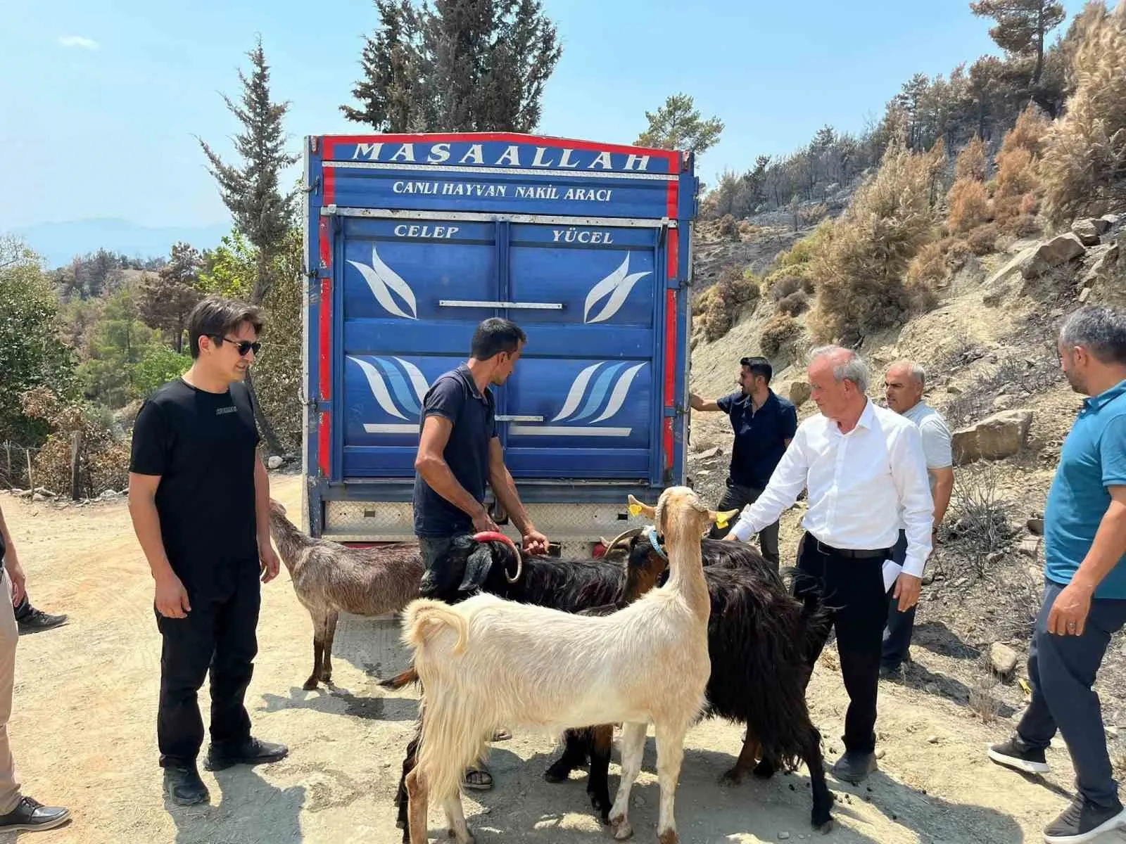 Seydikemer’de küllerin arasından umut doğdu: Yangınzede çiftçiye can suyu