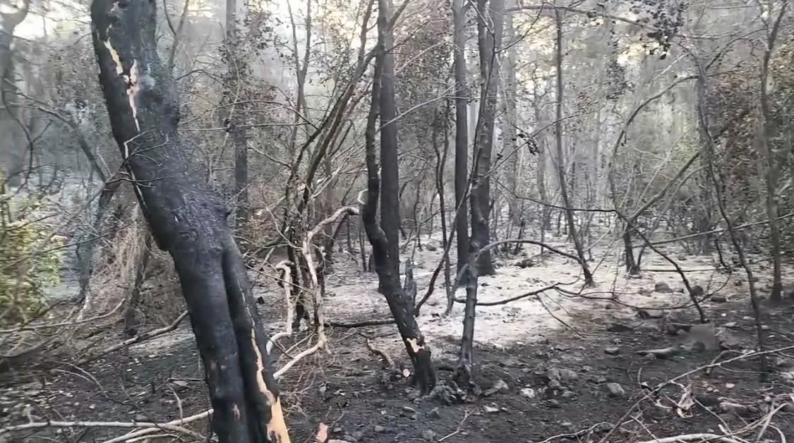 Marmaris'te orman yangınına karşı dev operasyon: Alevlerin hızı kesildi
