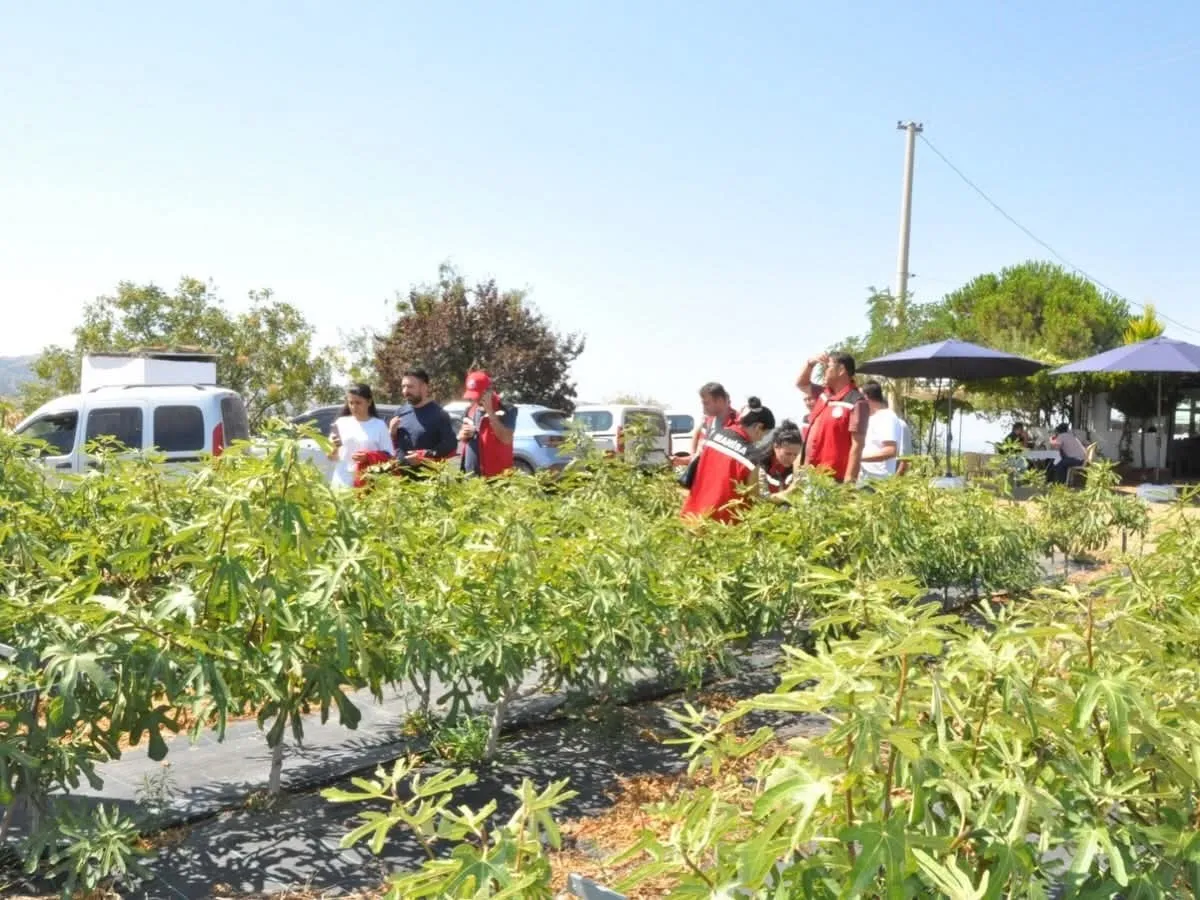 Gördes’te tarım ekonomisine yeni soluk: İncir bahçelerinde deneme mesaisi