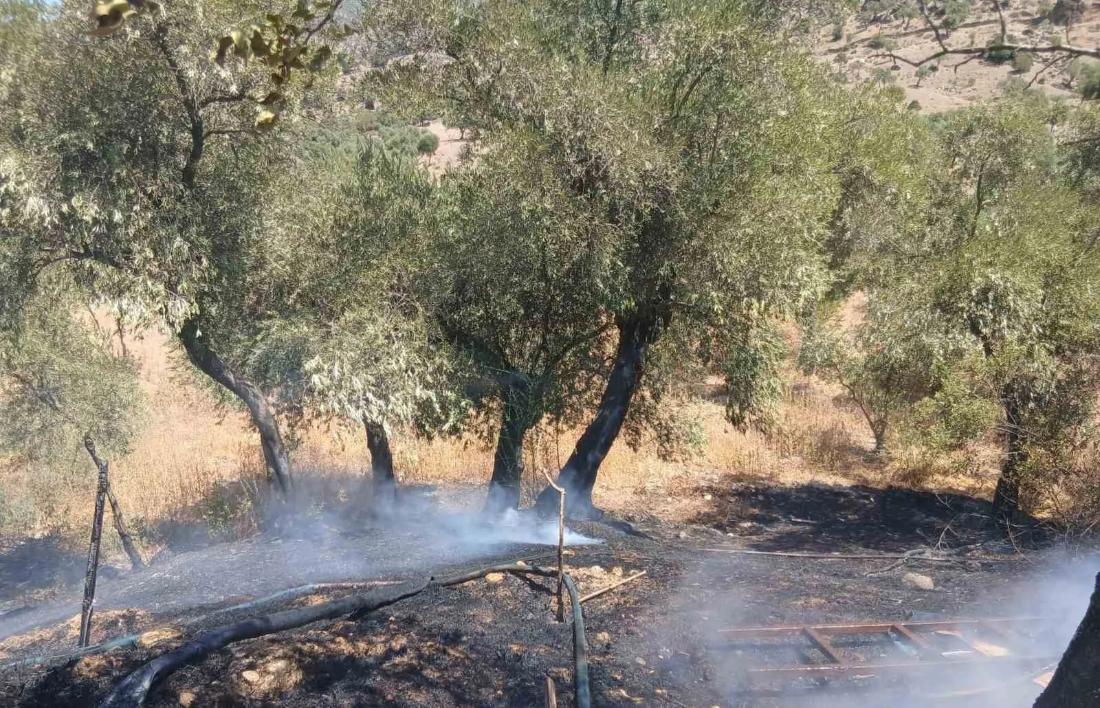 Karpuzlu'da Zeytinlikte Çıkan Yangın Evin Duvarlarına Dayandı, Ekipler Dakikalarla Yarıştı