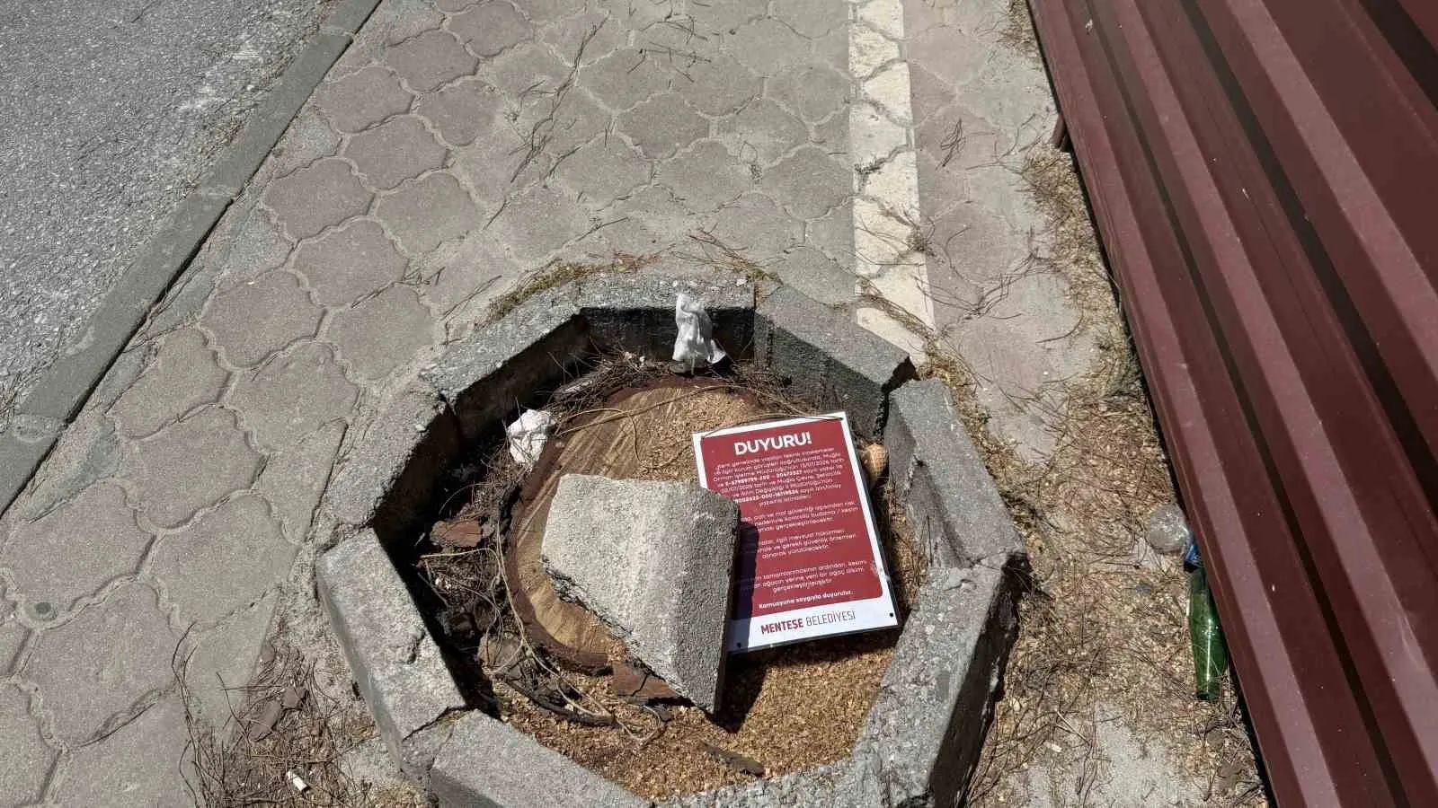 Menteşe’de güvenlik önlemi: Riskli ağaçlar temizleniyor