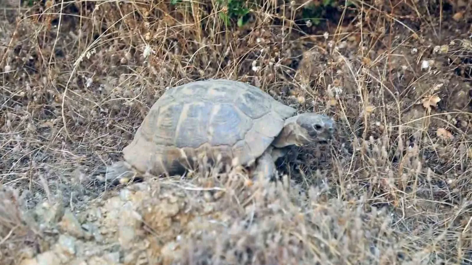 Alevlerin gölgesinde hayatta kalma mücadelesi: Doğanın sessiz tanıkları görüntülendi